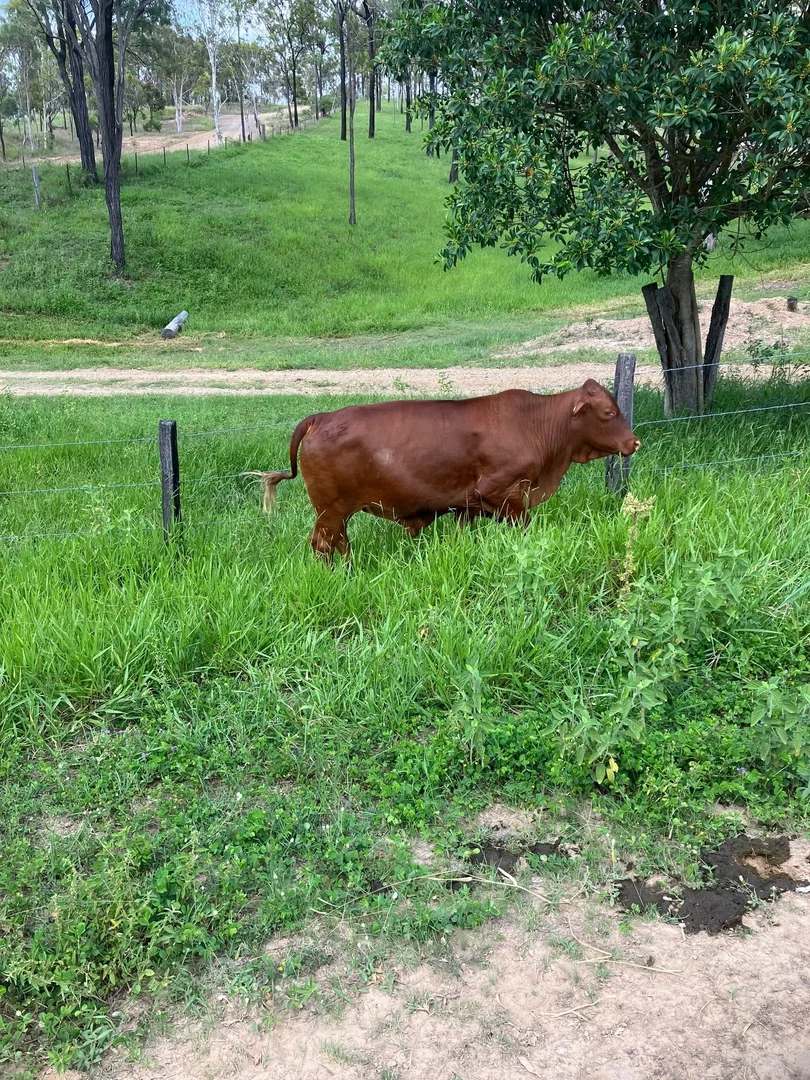 Additional image 27 of 142 PERRY RIVER FARMS RD, Morganville QLD 4671