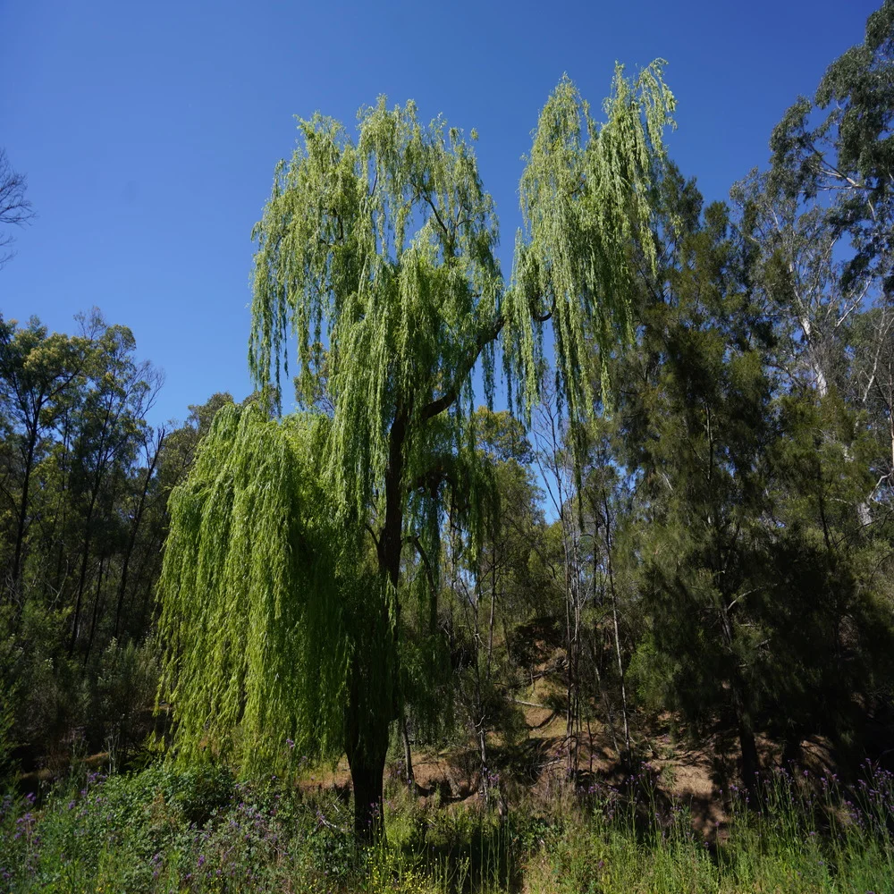 Additional image 8 of 3/1076 Neringla Road, Braidwood NSW 2622