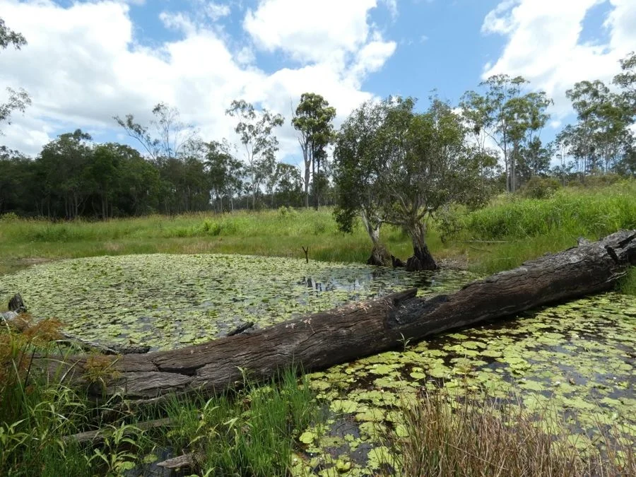 Additional image 7 of Lot 43 Moolyung Road, Waterloo QLD 4673