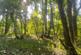 Additional image 12 of Mere Brow Wood (almost 13 acres), Mere Brow, Preston, Lancashire PR4