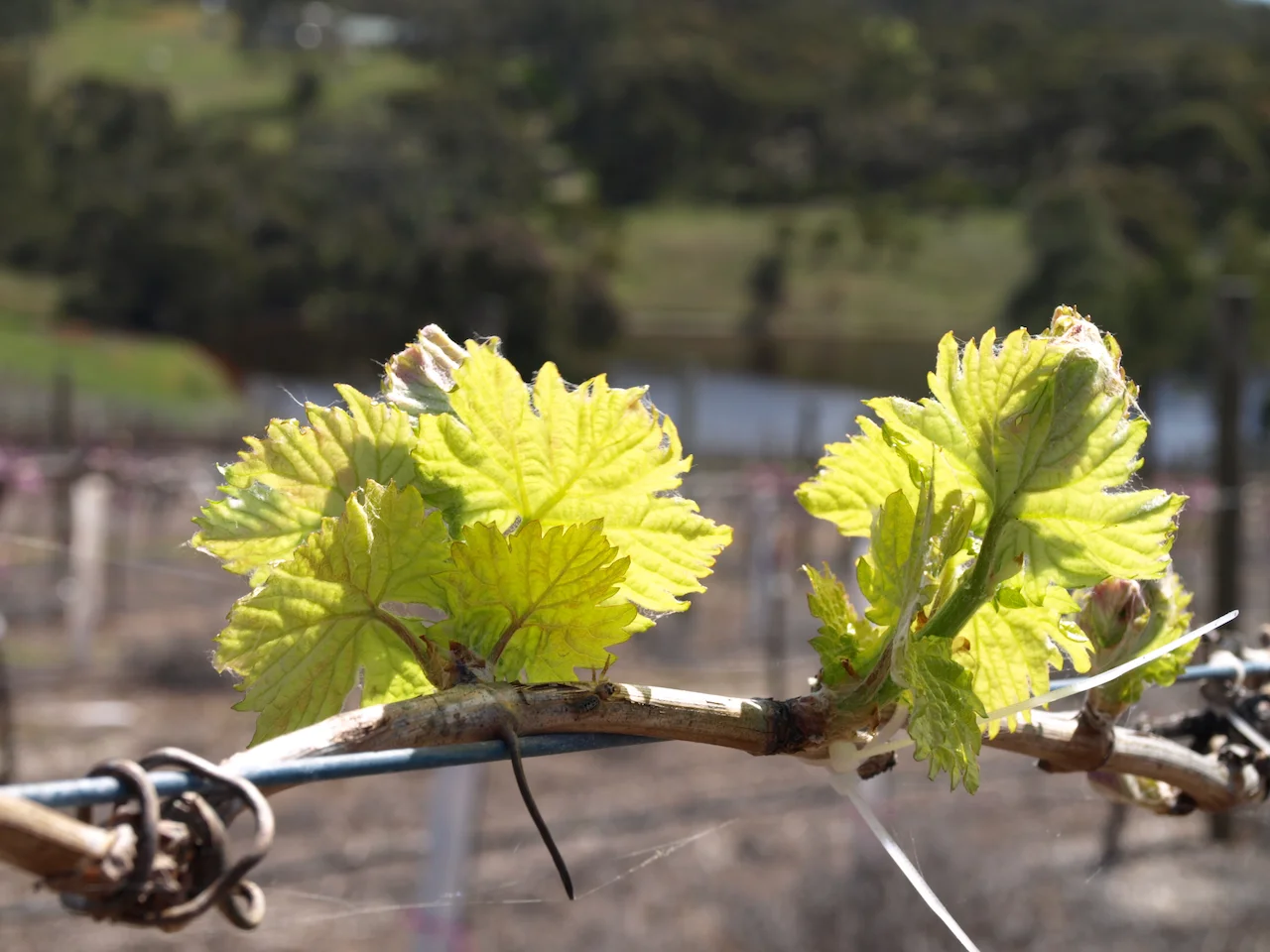 Additional image 6 of Lot 20 Spring Farm Road, Spring Farm SA 5453