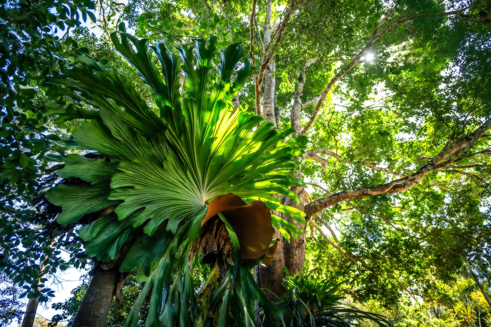 Additional image 29 of 2 Tibouchina Close, Bellingen NSW 2454