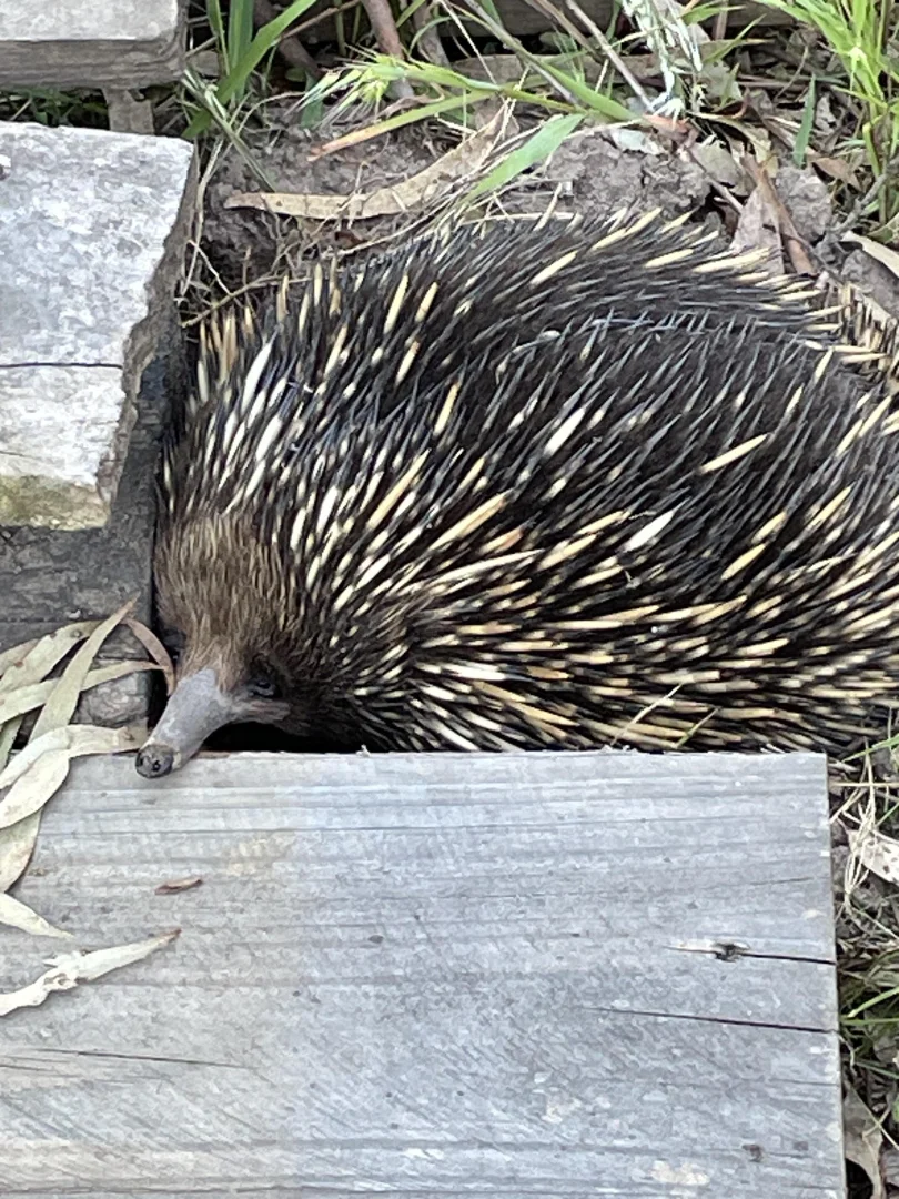 Additional image 21 of 120 Stirling Rd, Metung VIC 3904