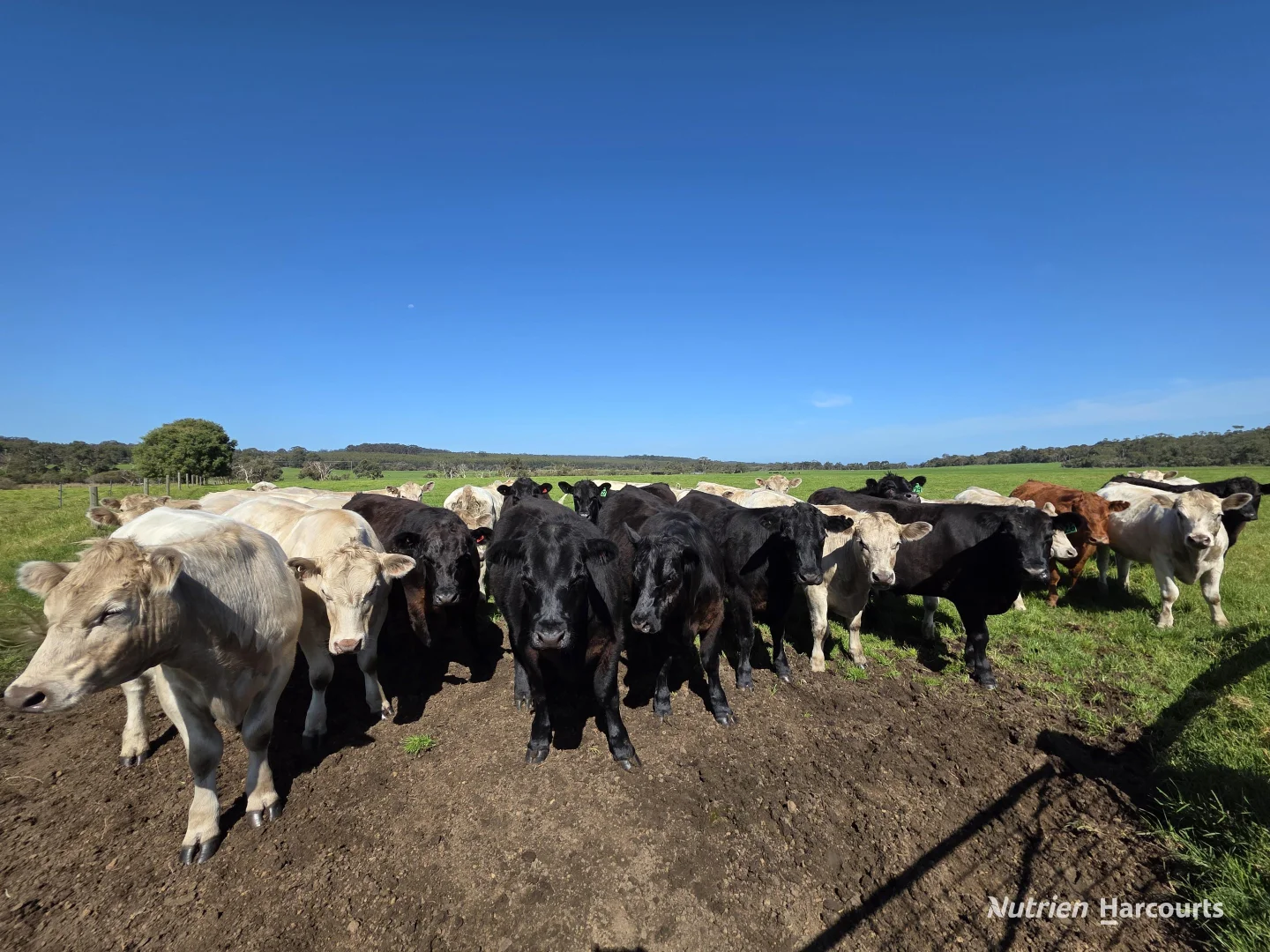 Additional image 14 of 60 Skippings Road, Kordabup WA 6333