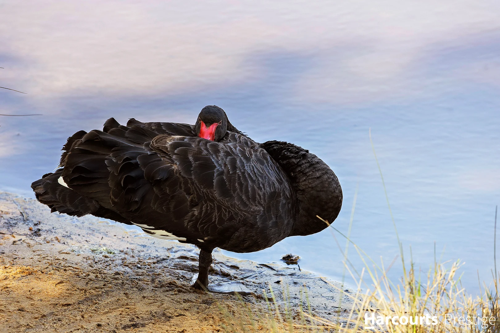 Additional image 10 of 16 Liege Street, Cannington WA 6107