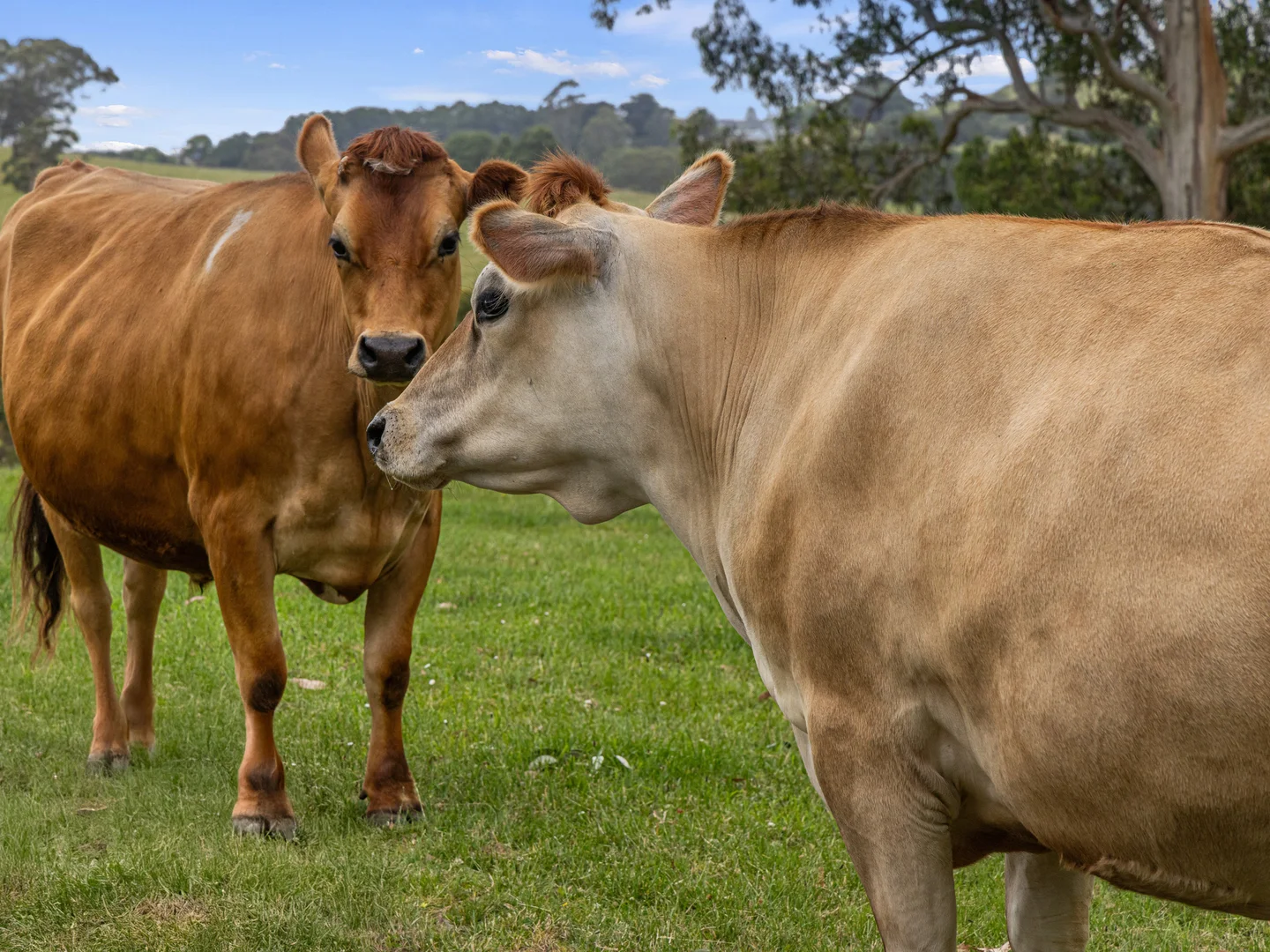 Additional image 27 of 8795 South Gippsland Highway, Korumburra VIC 3950