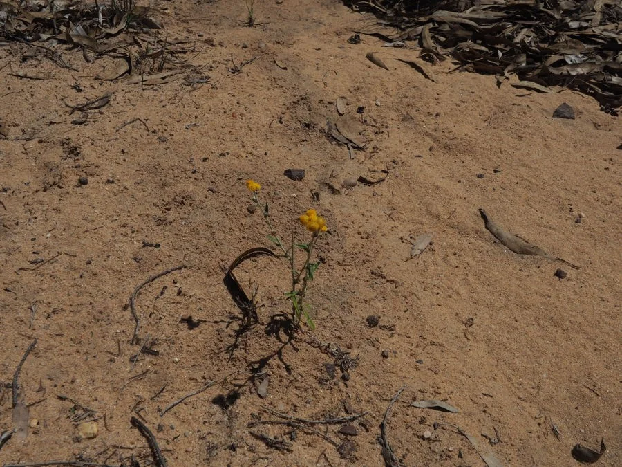 Additional image 4 of Lot 23 Melrose Estate Road, Warialda NSW 2402