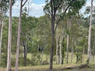 Additional image 23 of 142 PERRY RIVER FARMS RD, Morganville QLD 4671