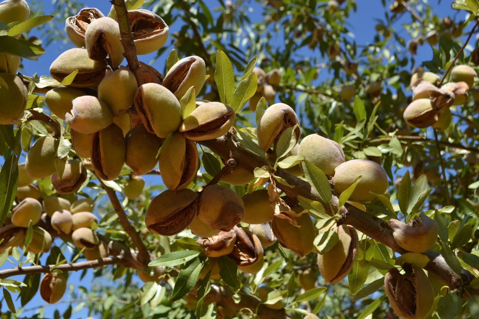 Additional image 12 of 971 Wilga Road, Red Cliffs VIC 3496