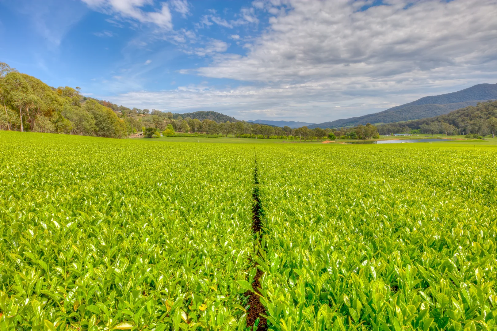 Additional image 18 of 227 Mount Porepunkah Road, Bright VIC 3741