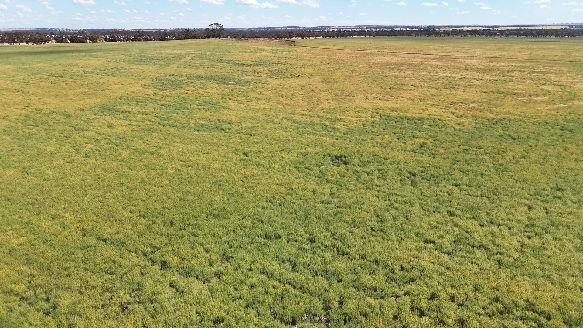 Additional image 6 of Kolonga Downs 175 McAuliffe Road, Katanning WA 6317