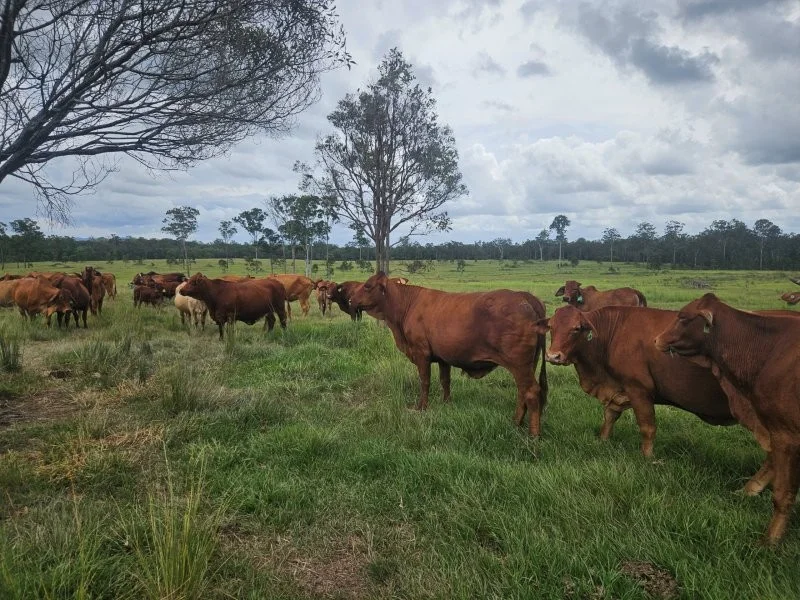Additional image 5 of 0 Davis Road, Bauple Forest QLD 4650
