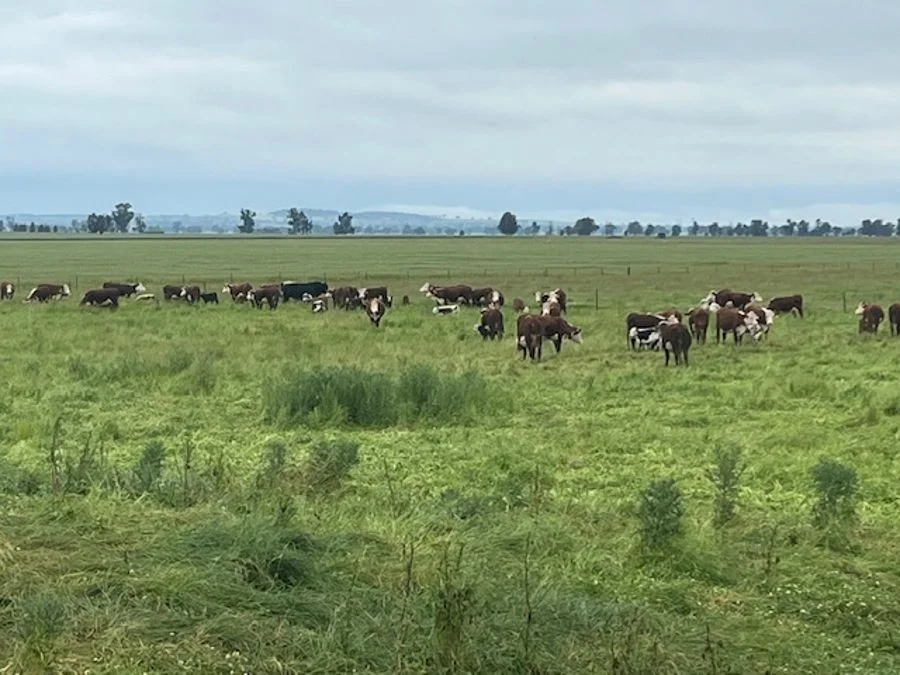 Additional image 33 of 268 ANDREWS ROAD, Brookdale NSW 2656