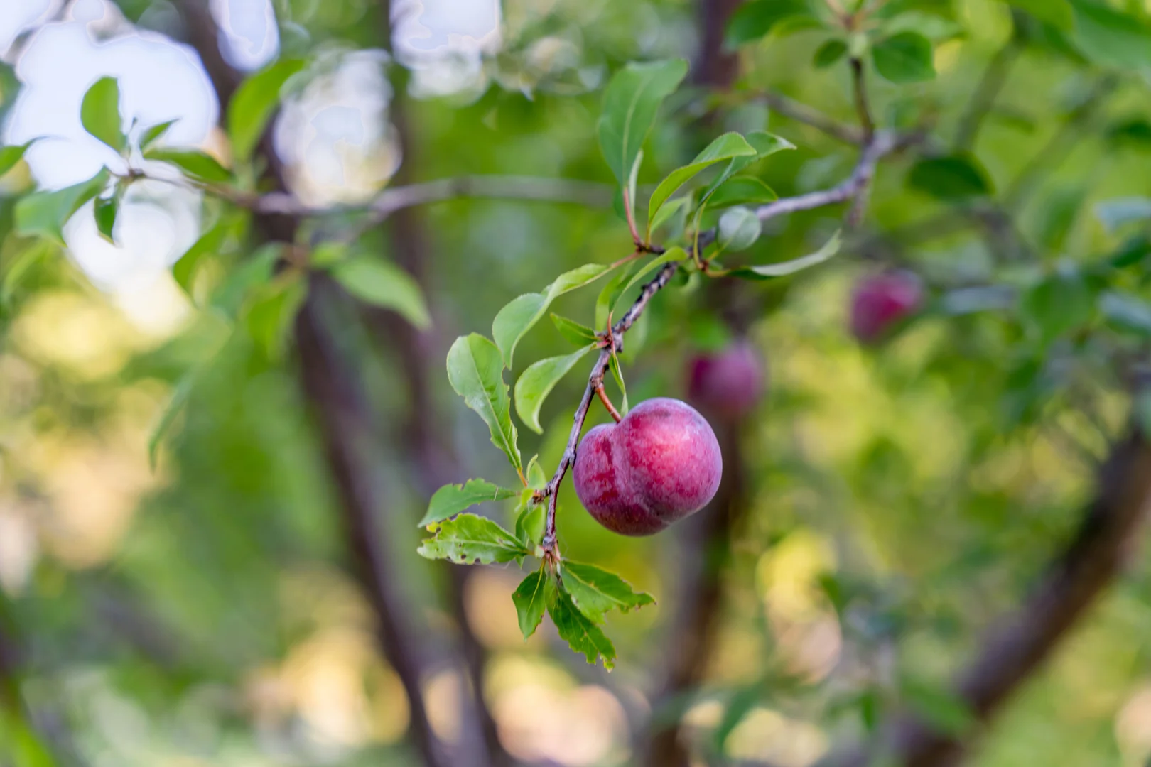 Additional image 23 of 79 Musavale Rd, Eerwah Vale QLD 4562