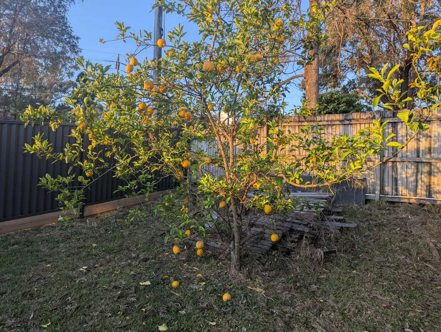 Additional image 8 of 562 Nerang Road, Ashmore QLD 4214