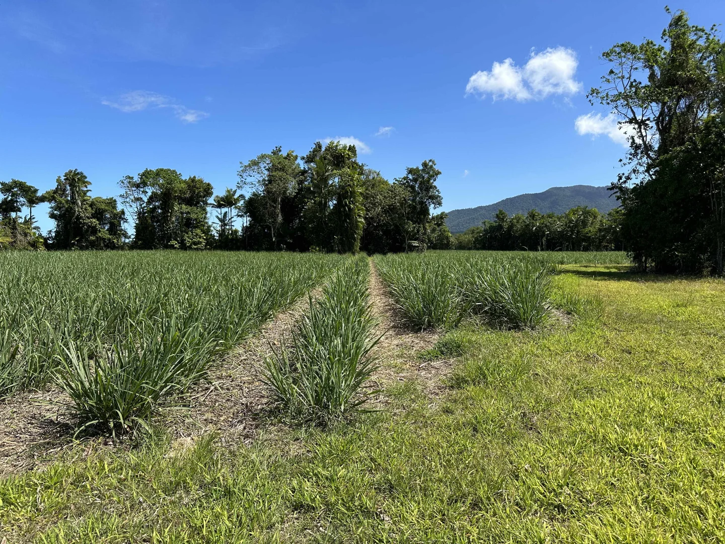 Additional image 20 of East Feluga QLD 4854