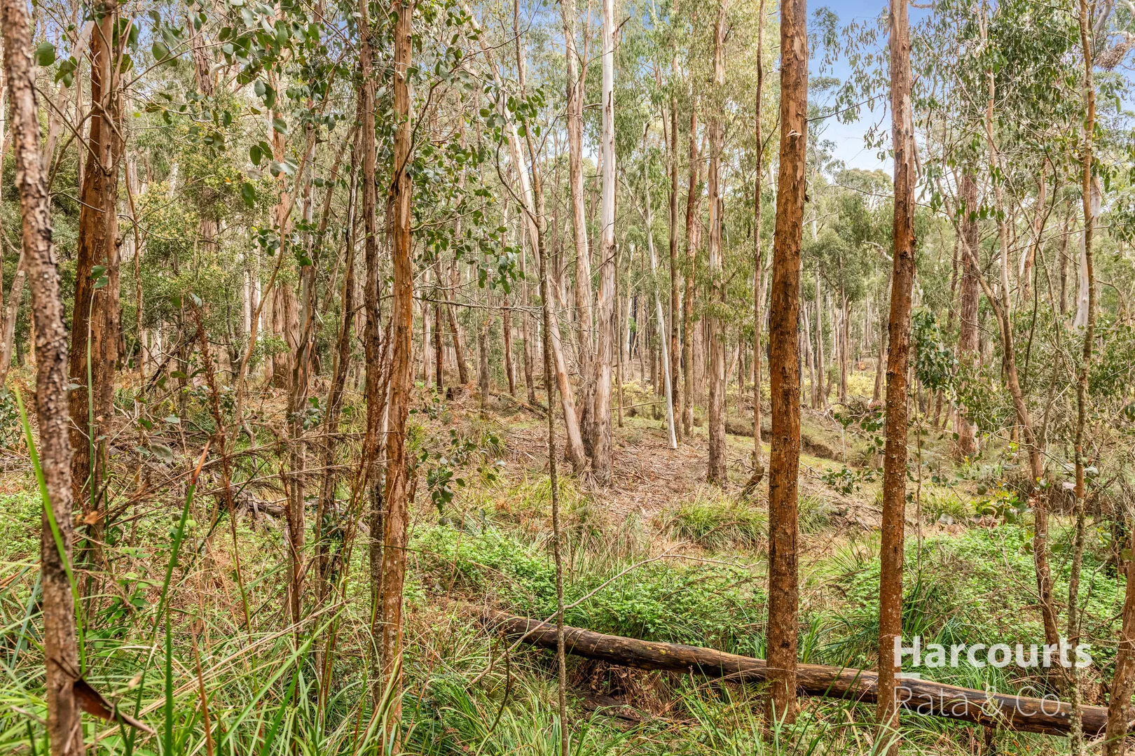 Additional image 15 of 1459 Daylesford-Trentham Road, Lyonville VIC 3461