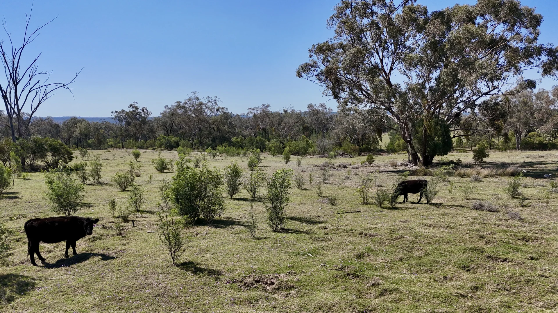 Additional image 13 of "Calamity"/1385 Mosquito Creek Road, Warialda NSW 2402