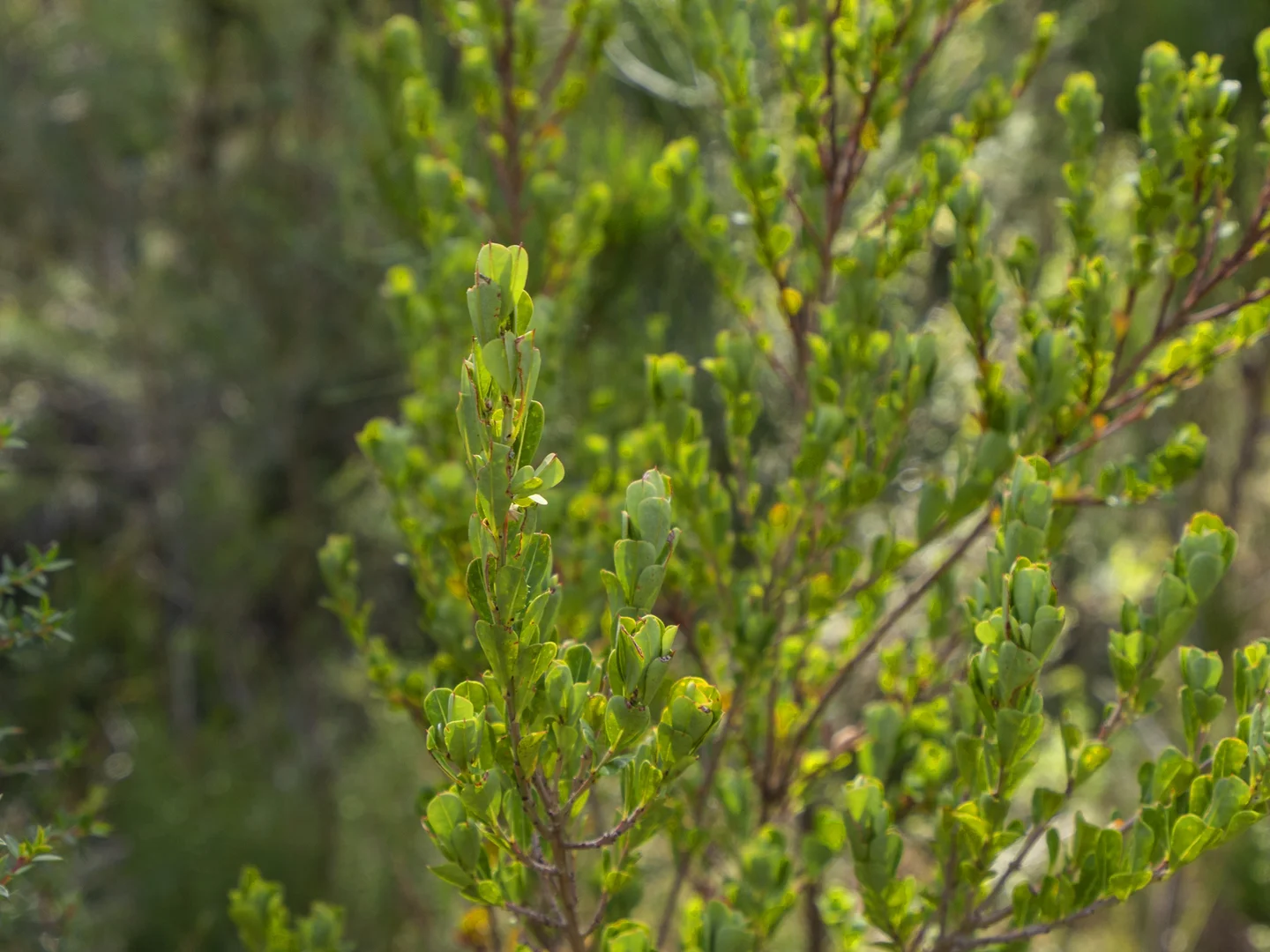 Additional image 12 of 2 and 3 White Beach Road, White Beach TAS 7184