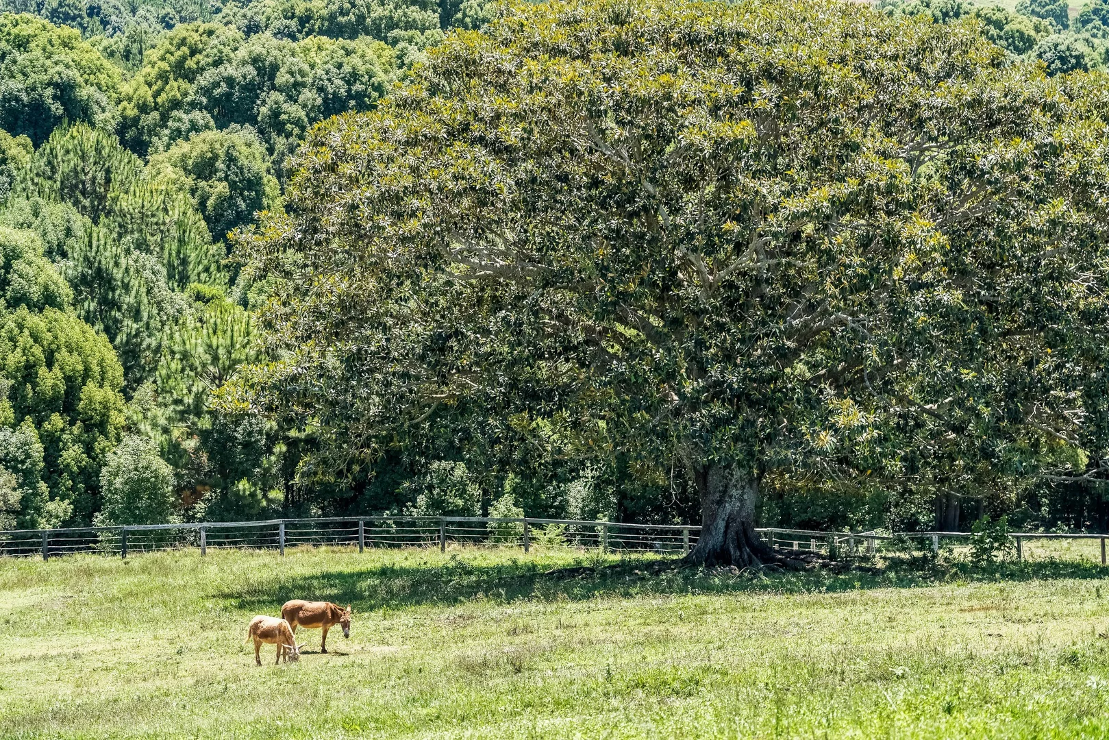 Additional image 40 of 426 Coopers Shoot Road, Coopers Shoot NSW 2479
