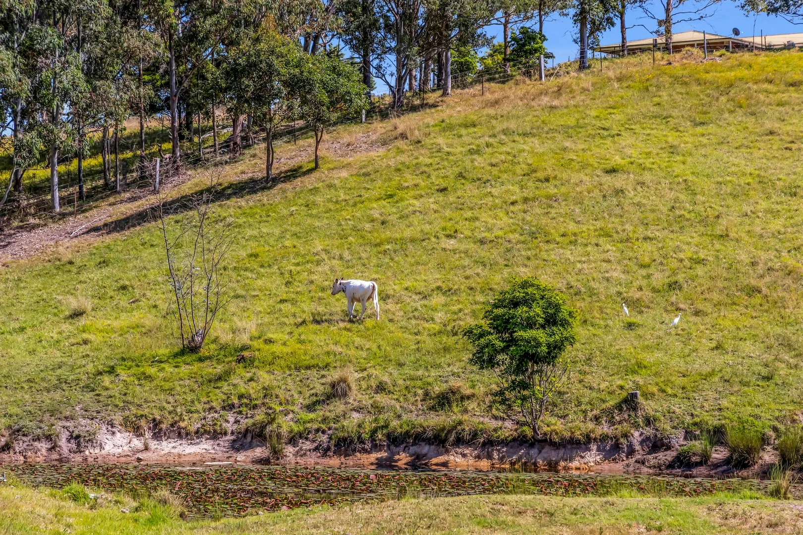 Additional image 27 of 90 Kerrisons Lane, Bega NSW 2550