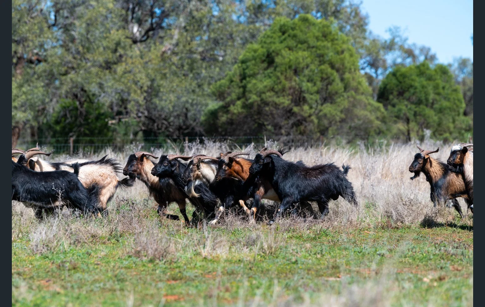 Additional image 30 of 'Black Range' 2880 Tallebung Road, Eremerang NSW 2877