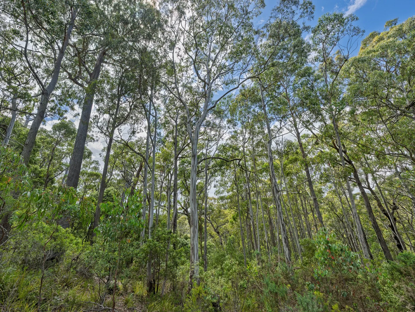 Additional image 5 of PID 6409528 Esk Main Road, St Marys TAS 7215