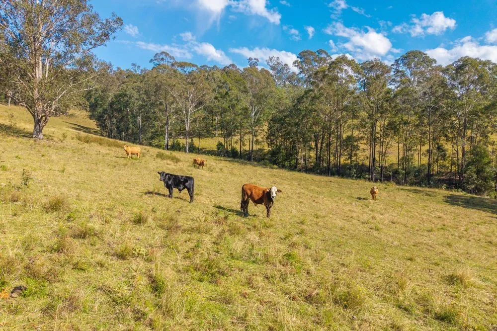 Additional image 22 of Lot 3 of 449 Hickeys Creek Road, Millbank NSW 2440