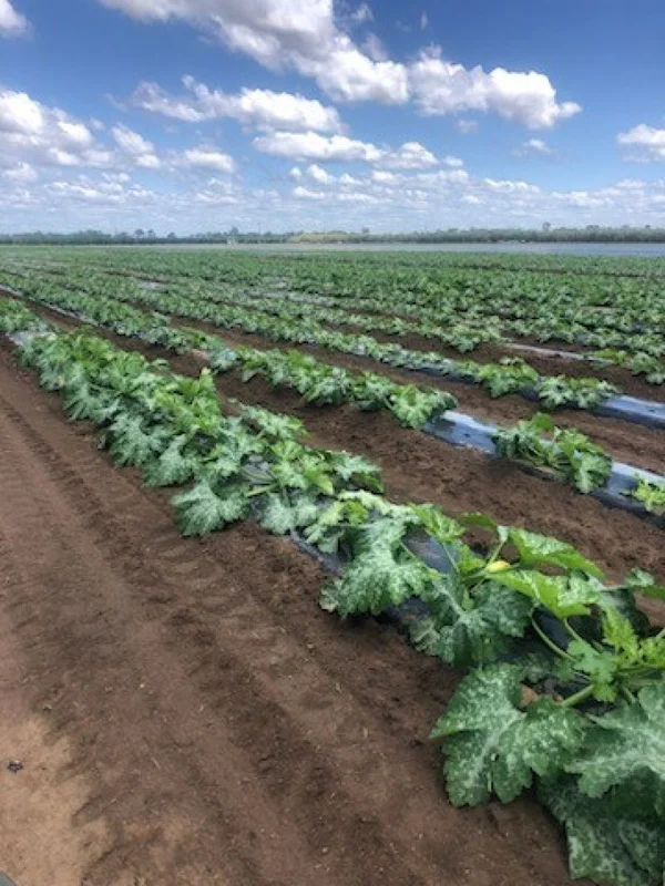 Additional image 11 of 190 Riverview Road, Calavos QLD 4670