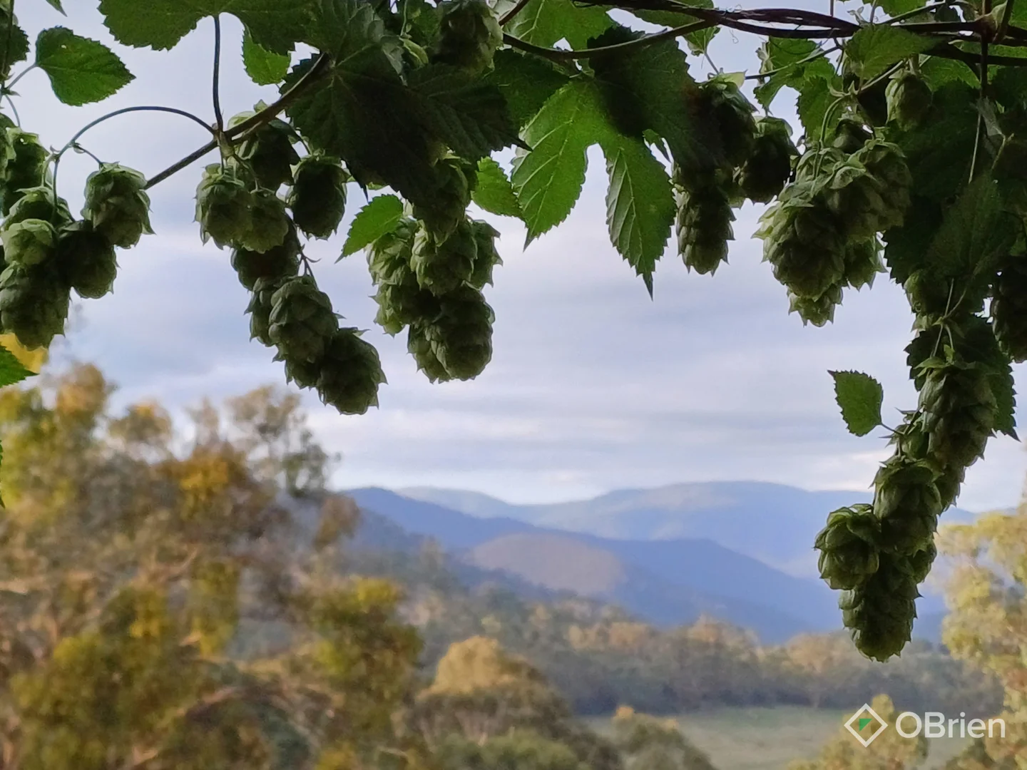 Additional image 23 of 8154 Dargo Road, Dargo VIC 3862