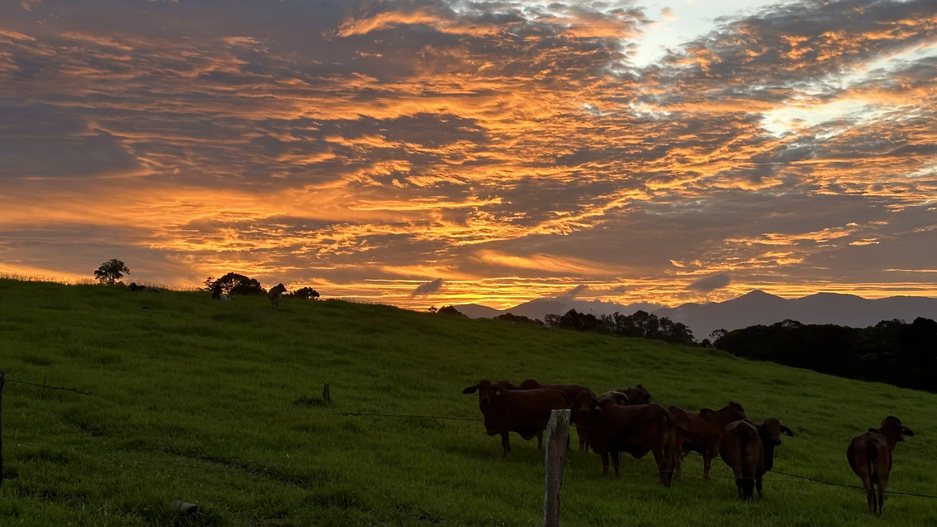 Additional image 40 of 4532 Black Mountain Road, Julatten QLD 4871