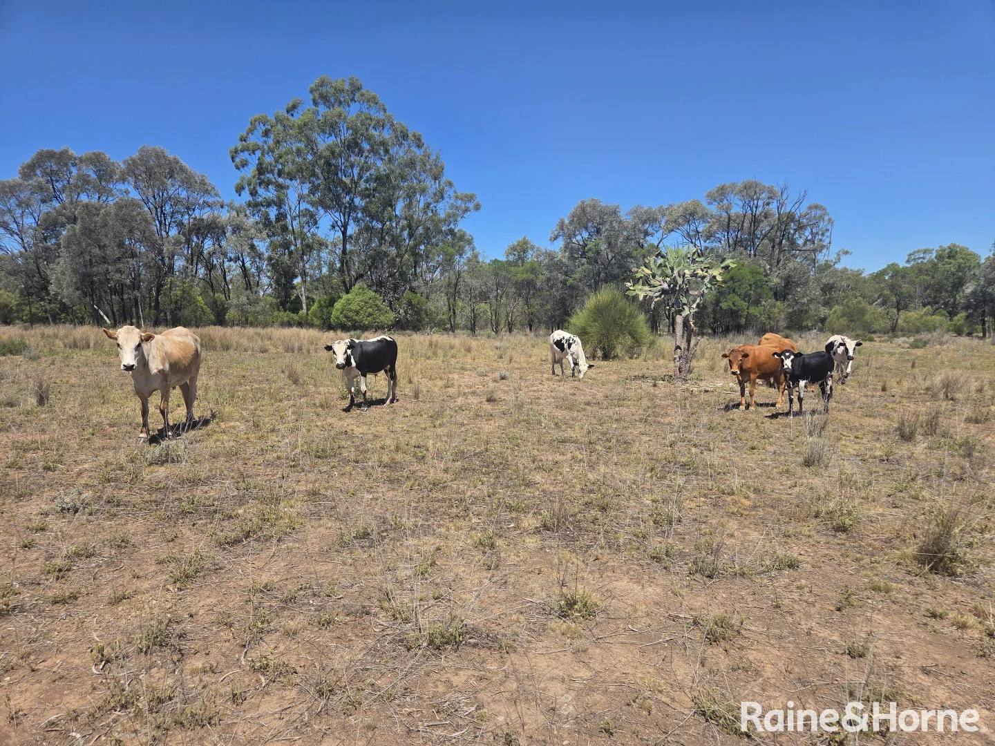 Additional image 3 of 647 Sweedmans Road, Limevale QLD 4384