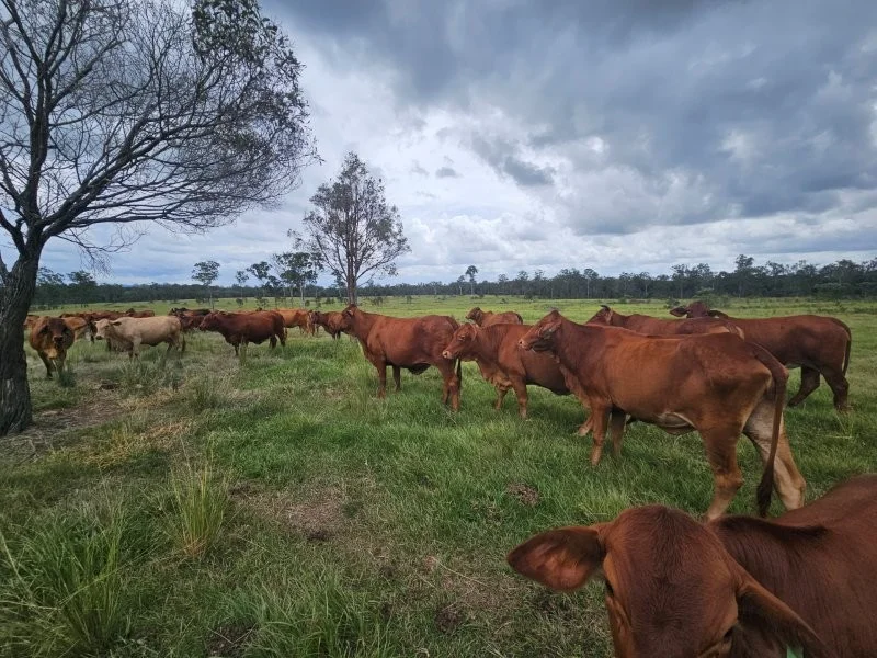 Additional image 15 of 0 Davis Road, Bauple Forest QLD 4650