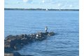 Additional image 38 of 2654 Ogleton Rd, Annapolis, MD, 21403