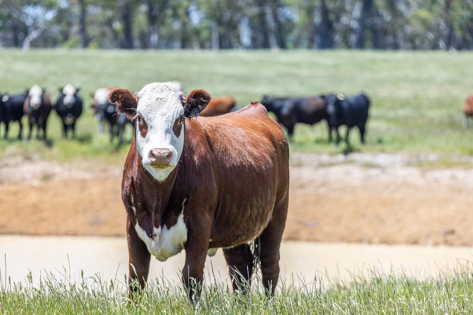 Additional image 16 of 1090 Six Chain Road, Killara VIC 3312