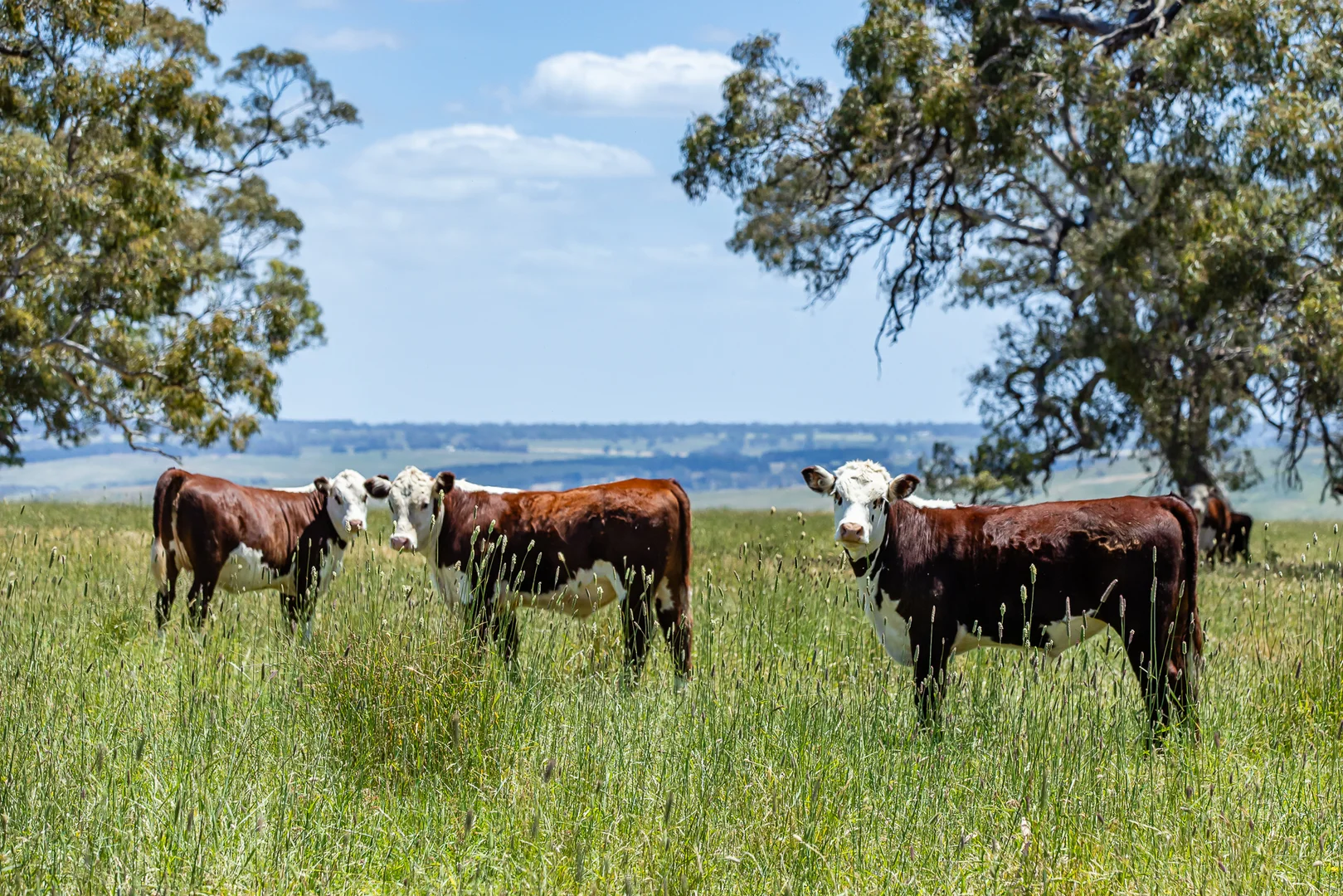 Additional image 4 of 41 Uptons Road, Wando Vale VIC 3312