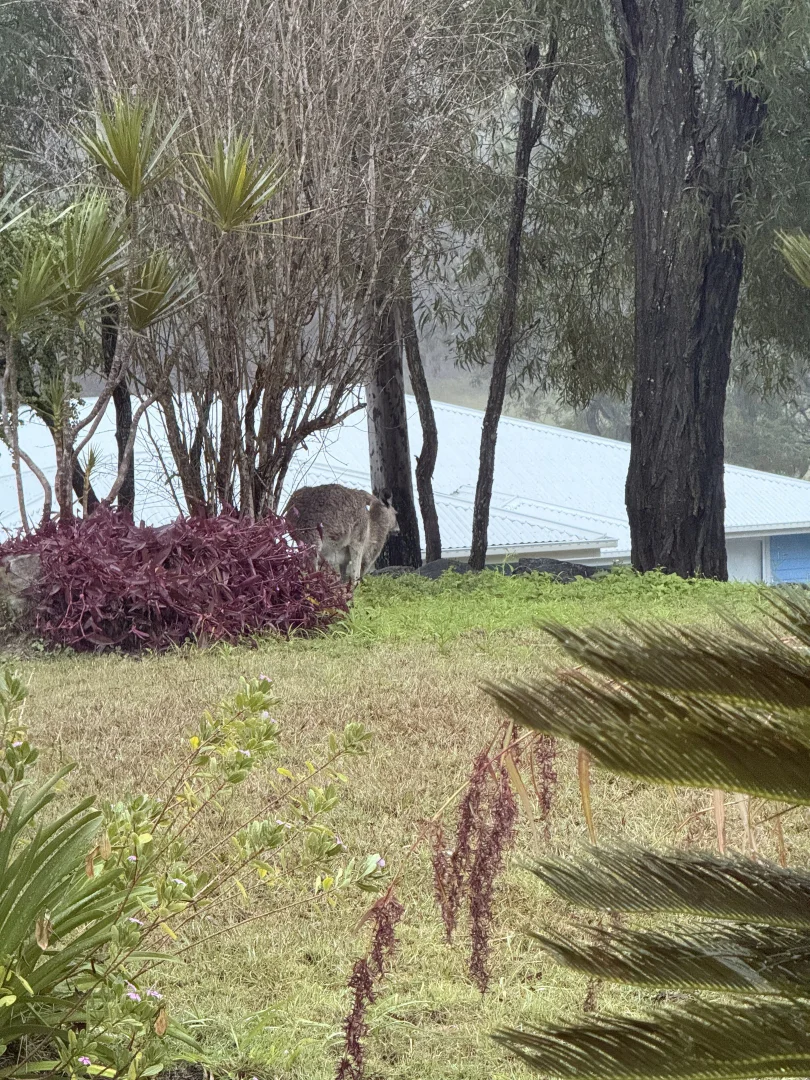 Additional image 27 of 244 Routley Drive, Kooralbyn QLD 4285