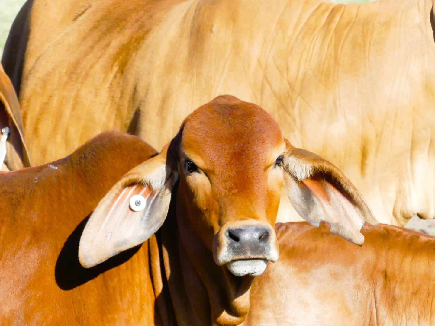 Additional image 23 of 'Bracco' Orallo Road, Roma QLD 4455