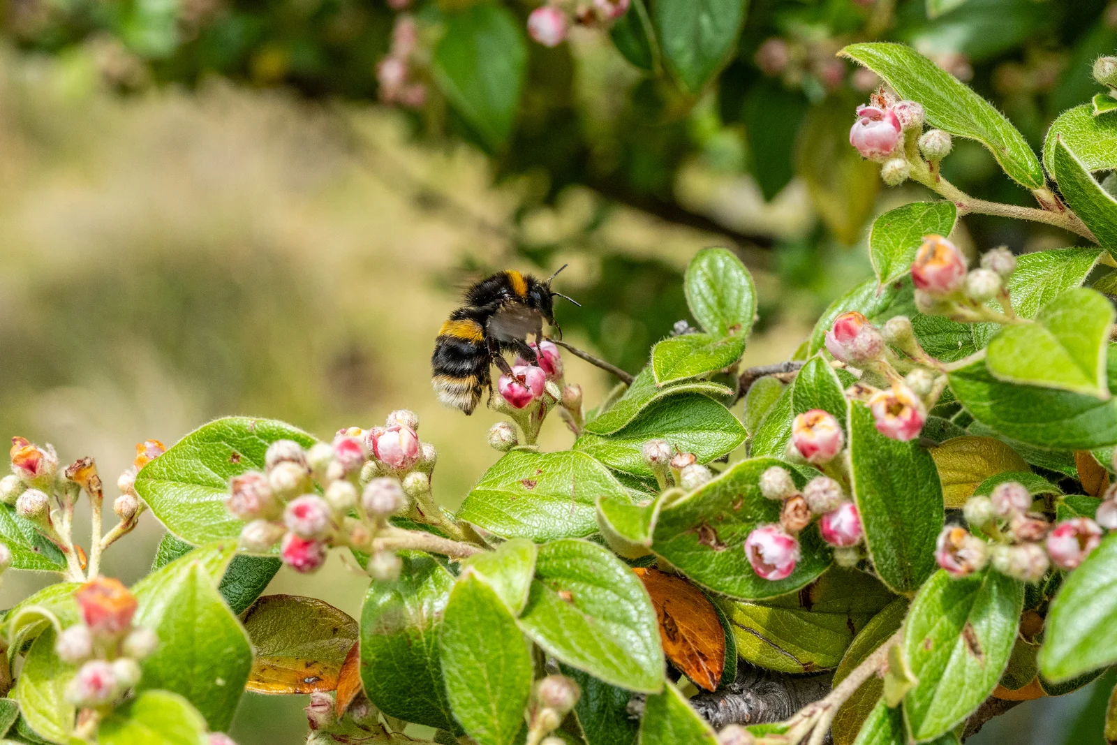 Additional image 24 of 12/378 Marlborough Road, Bronte Park TAS 7140