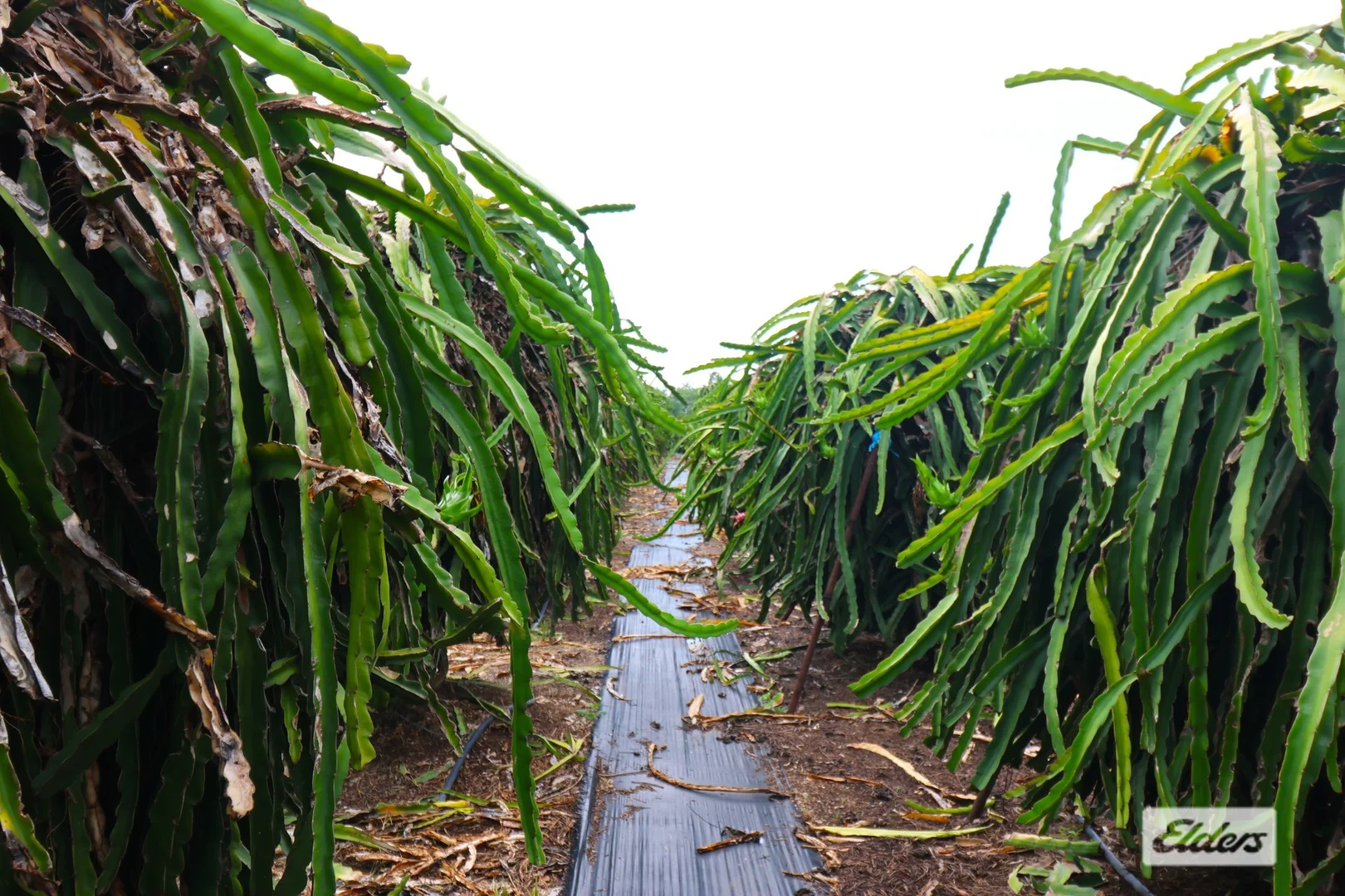 Additional image 12 of 125 Buckley Road, Lambells Lagoon NT 0822