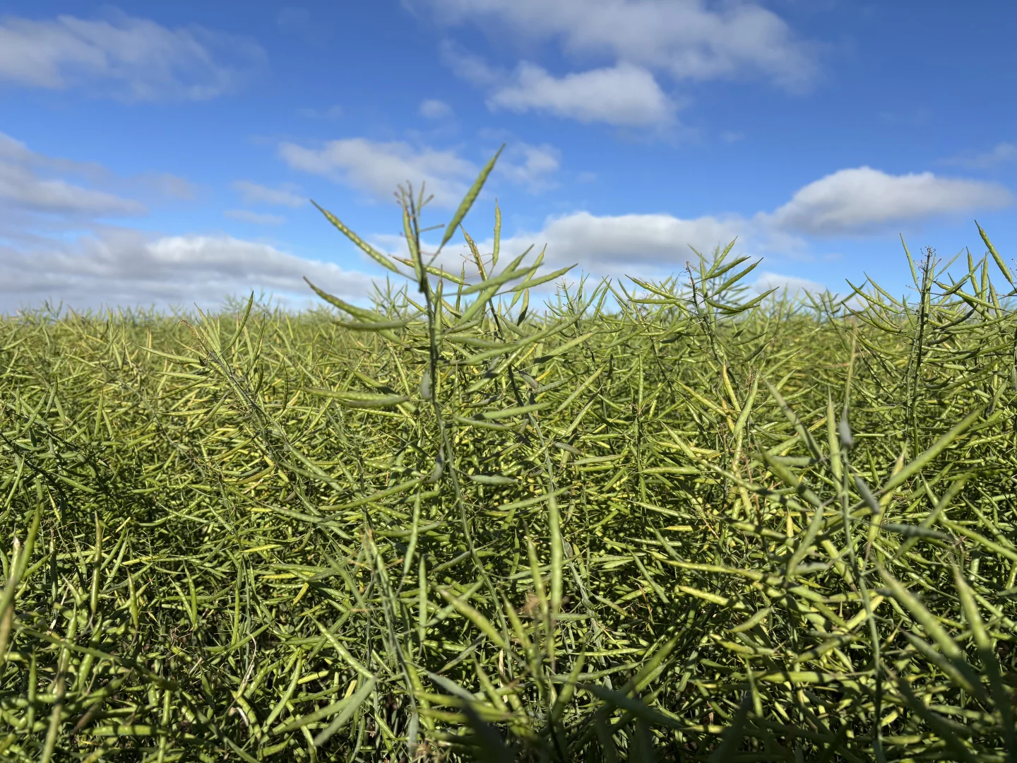 Additional image 7 of 251 Reservoir Drive, Whites Flat SA 5607