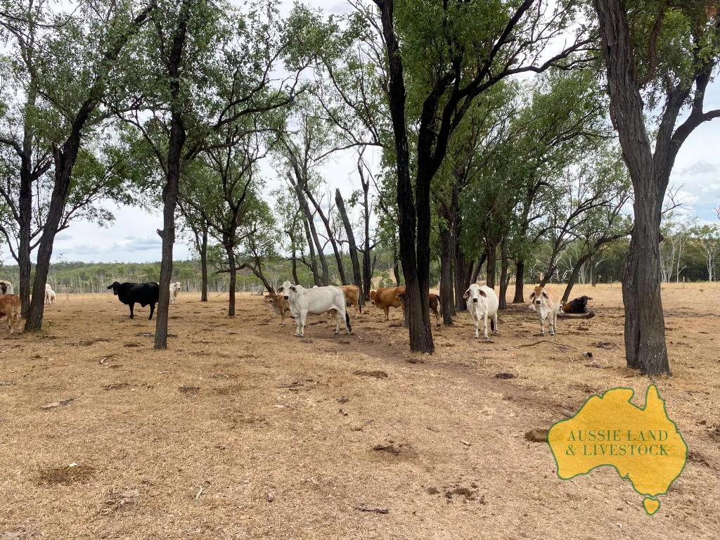 Additional image 82 of 2360 MONTO MOUNT PERRY ROAD, Yarrol QLD 4630