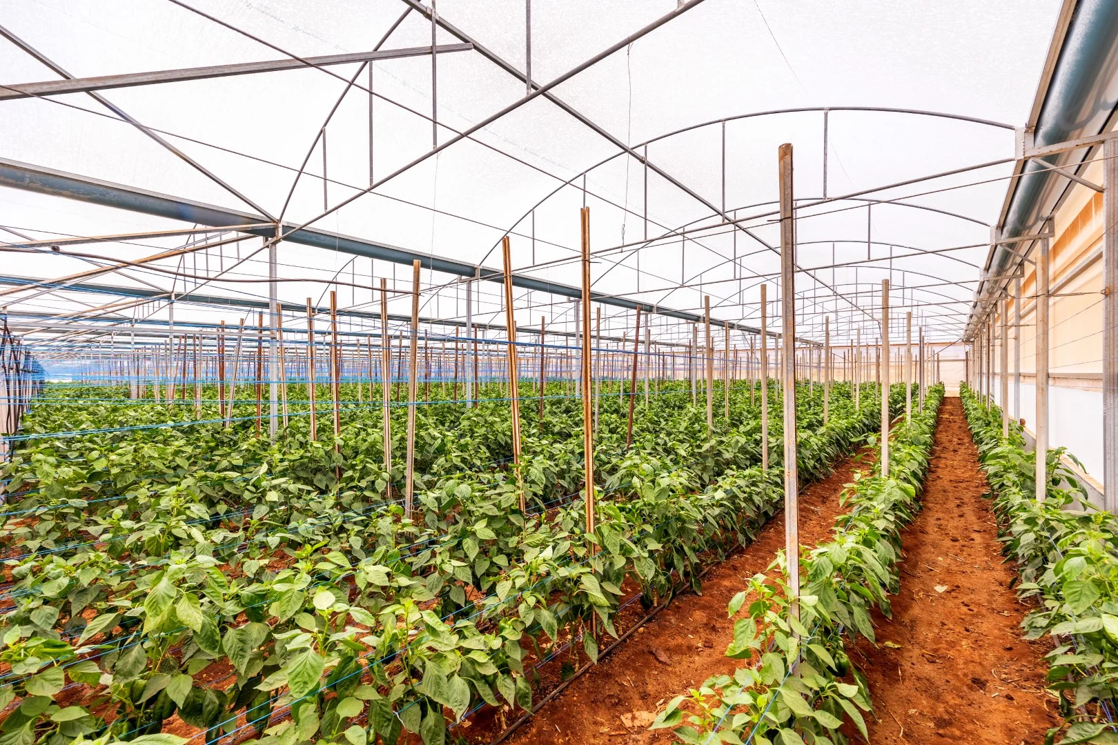 Additional image 9 of 136 Penfield Road, Virginia SA 5120