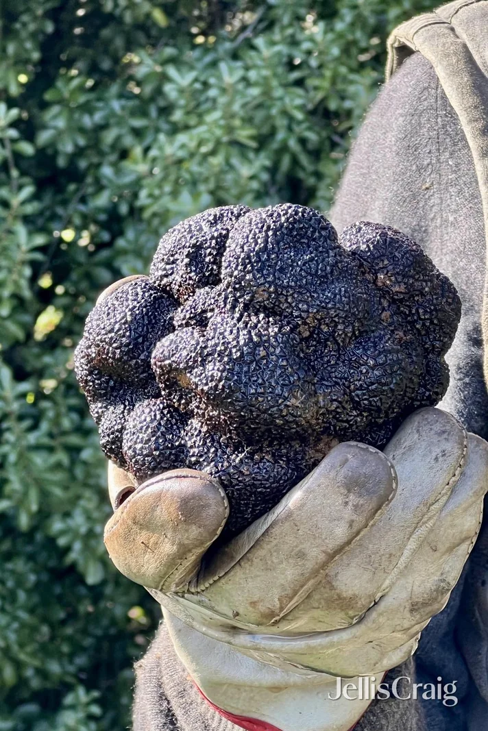 Additional image 17 of Black Cat Truffles Howards Road, Wattle Flat VIC 3352