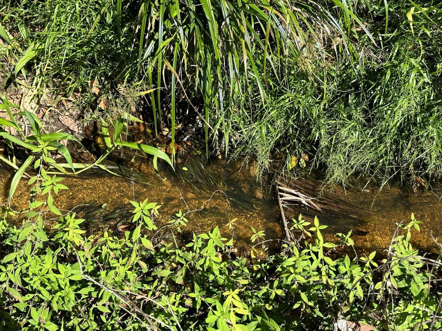 Additional image 22 of East Feluga QLD 4854