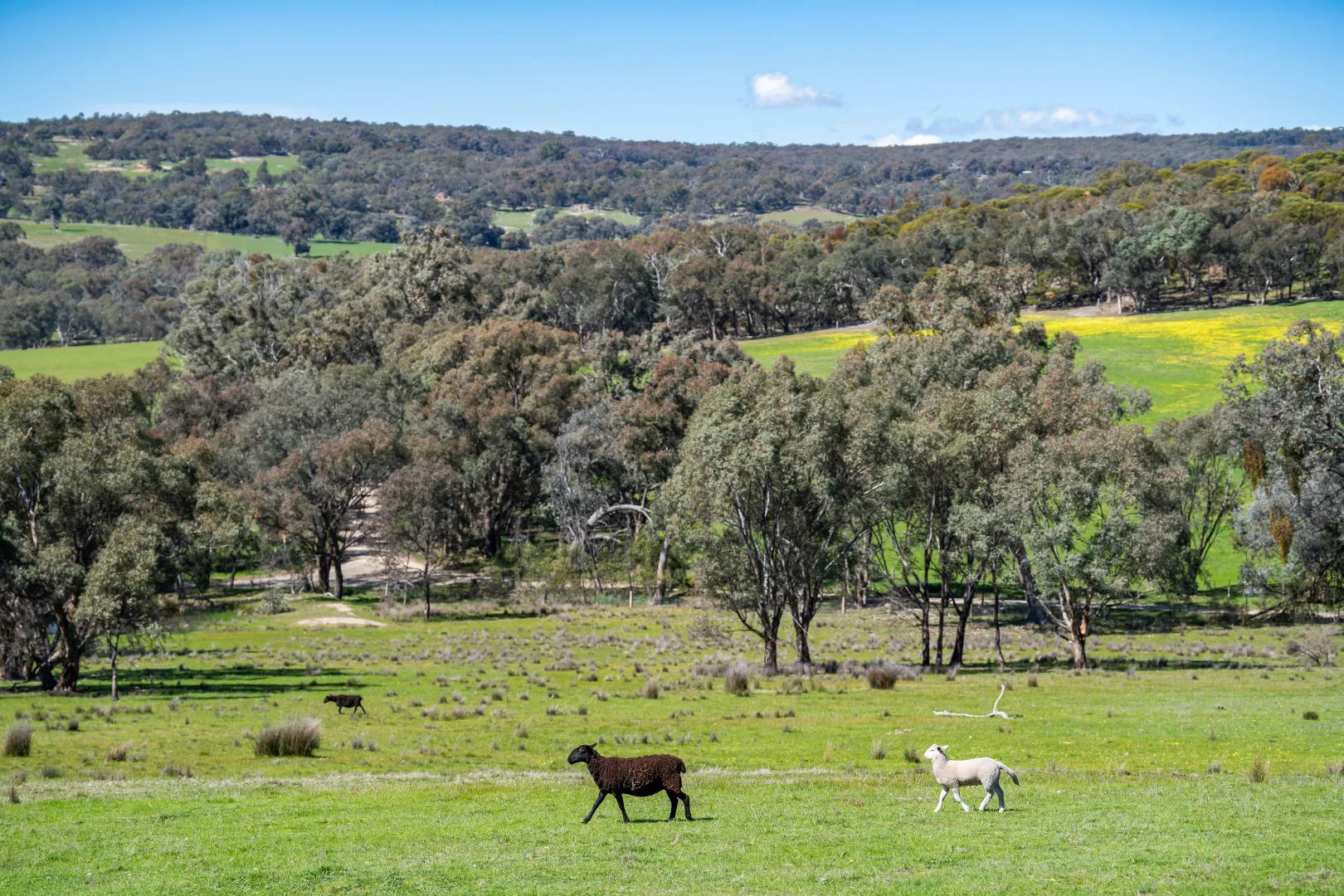 Additional image 18 of . Sanderson Road, Springhurst VIC 3682