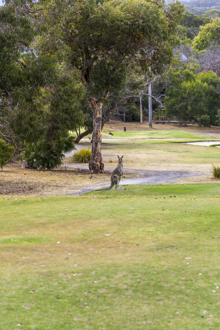 Additional image 20 of 1D McMahon Avenue, Anglesea VIC 3230