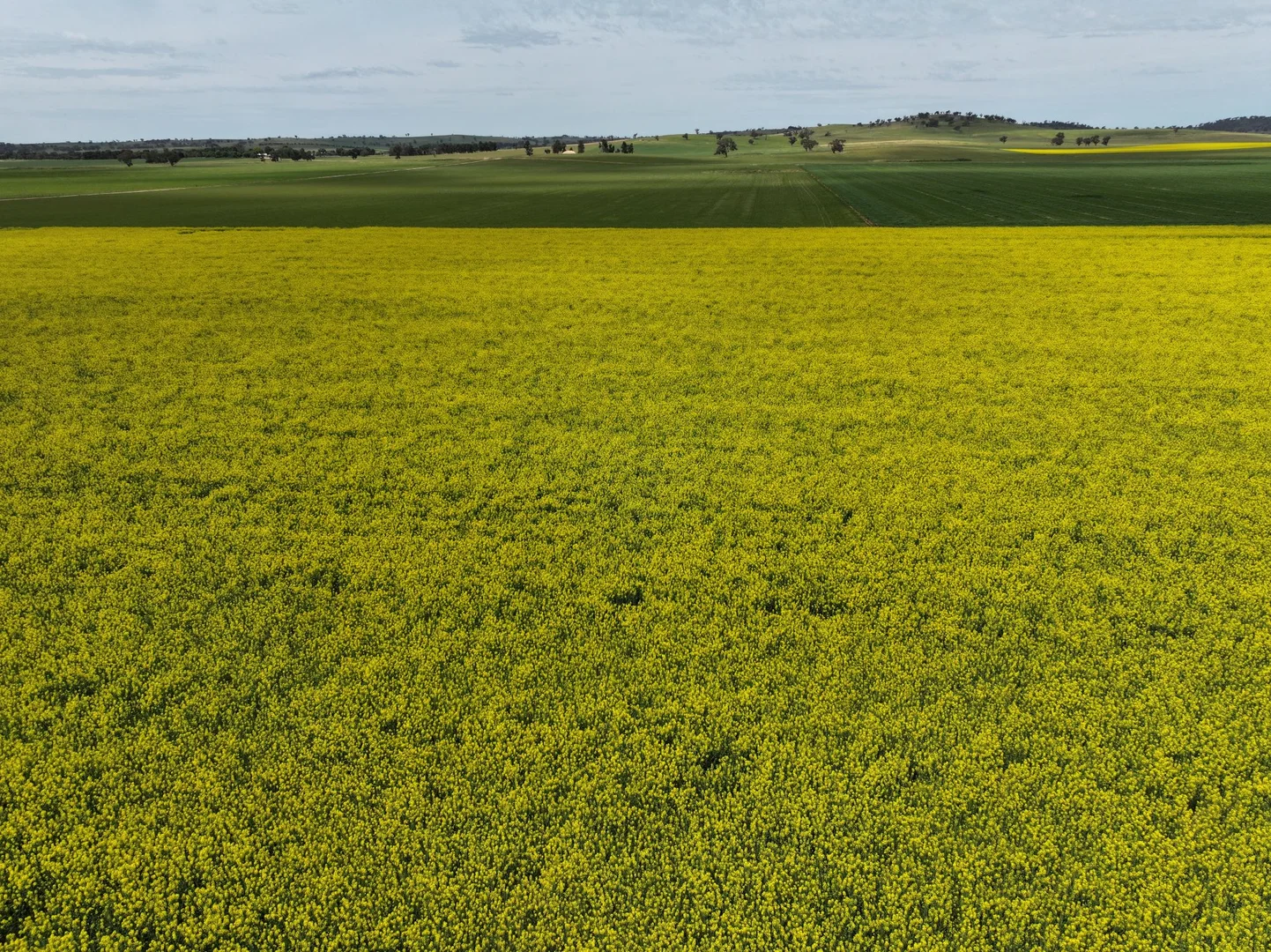 Additional image 9 of 1679 Stockinbingal Road, Cootamundra NSW 2590