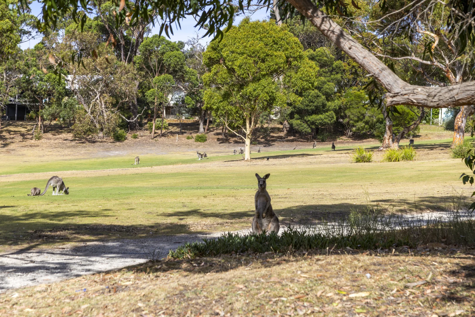 Additional image 11 of 1D McMahon Avenue, Anglesea VIC 3230