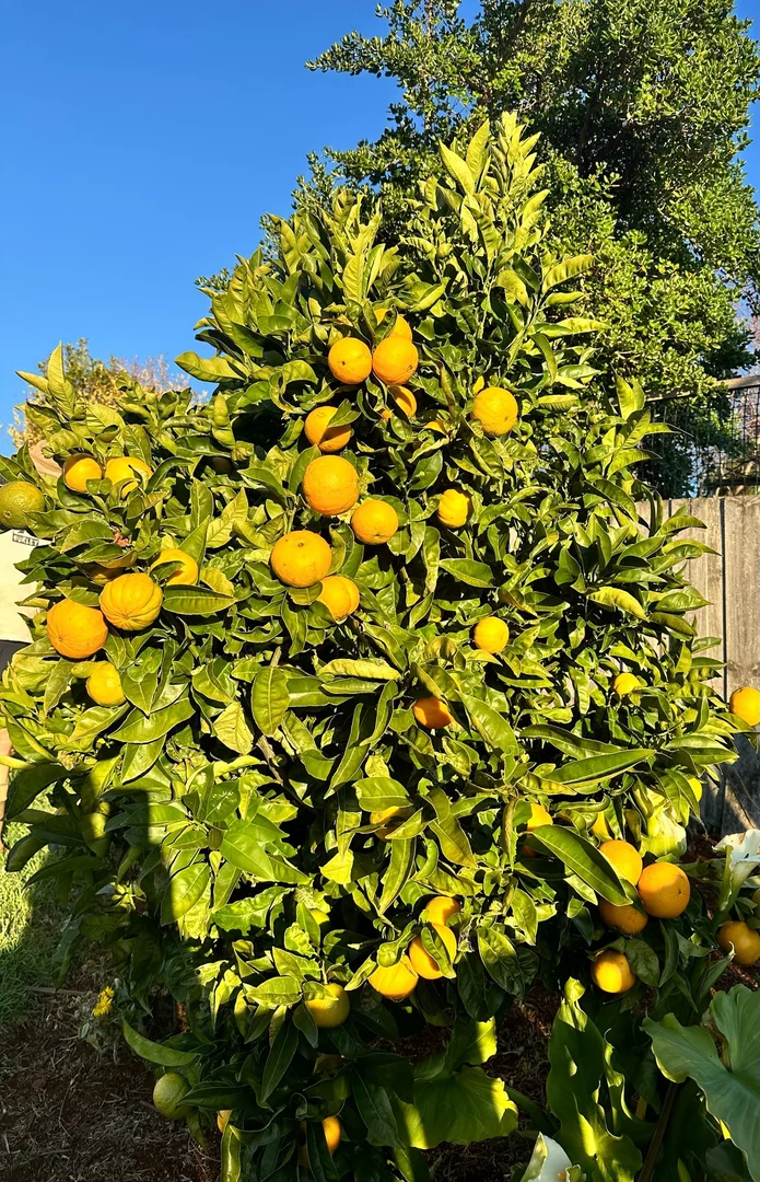 Additional image 32 of 29 Lane Street, Hillcrest TAS 7320